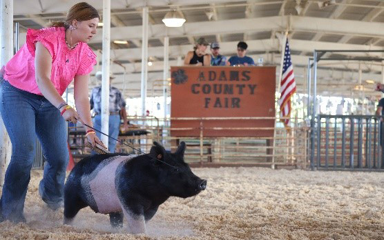 Girl directing a pig.
