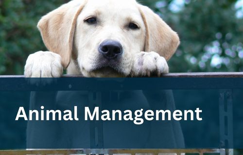 Animal Management